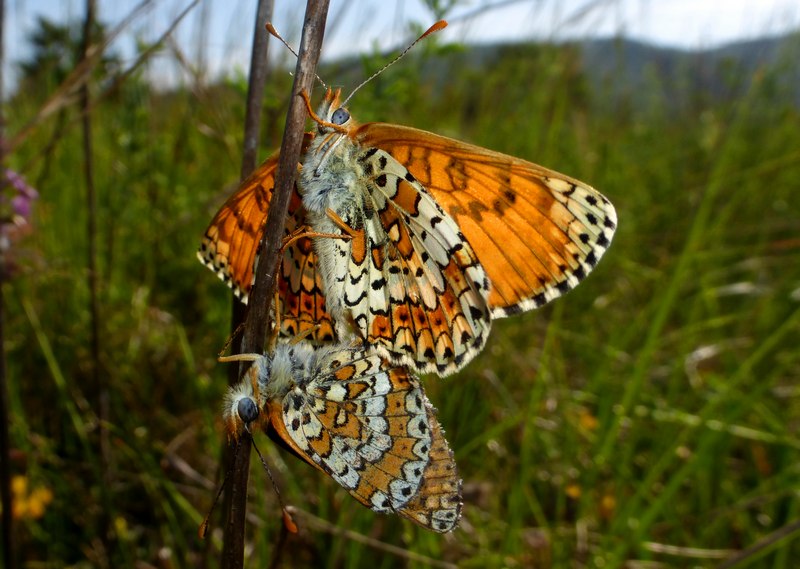 Melitaea cinxia e phoebe